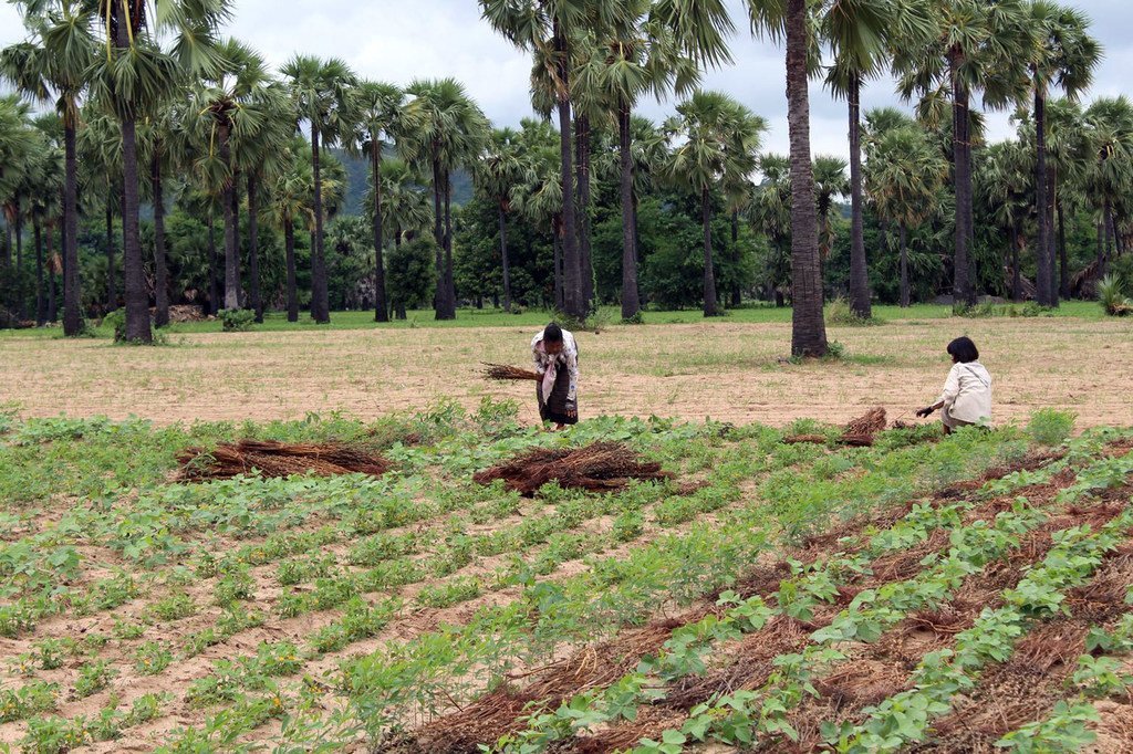 Farming remains the primary source of income for rural families in Myanmar.